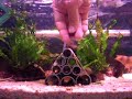 Loaches Feeding Time