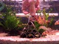 Loaches Feeding Time