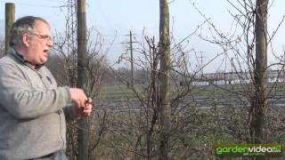 #250 How to prune a Summerkiwi