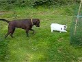 Cat & dog at the hunting - party fiesta de caza