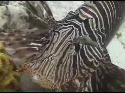 Sailing and Diving Zanzibar - Pemba ...