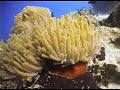 Sailing and Diving Zanzibar-Pemba-with Sand & Land Tours