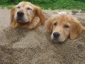 ゴールデンレトリバー子犬/誕生日 HappyBirthday