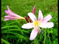 The Seasons at Woodhaven - Original Video by Len Nasman