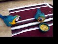 Baby Blue and Gold Macaws
