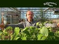 R�hlemann�s *1* \"Abschied vom Aztekensalbei\"