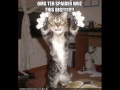 funny cat pictures 3