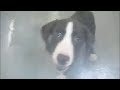 WHICH DOG SHOULD I ADOPT? WHICH DOG SHOULD I ADOPT?
