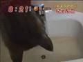 おみずだいすきねこのワサビくん おみずだいすきねこのワサビくん