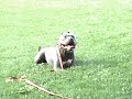 Amstaff \"Hummer\" Protection training July 30th...