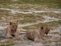 2 jonge mannetjes leeuwen deel 2 2 jonge mannetjes leeuwen deel 2