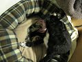 My Dog\