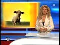 Switch Reloaded: RTL Punkt 12, Kussi & Bussi Robbenbabys
