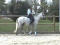 Andalusian Horse, Stallion, for sale Andalusian Horse, Stallion, for sale