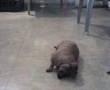 Kishmish the sweetest Dashund that you will ever come across