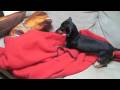 Our Dachshund Toasty & Wing-Wing Playing