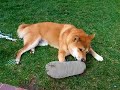 ?????????3?????/Kotaro biting a sandal