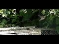 Passer domesticus takes off Passer domesticus takes off