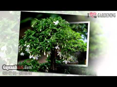 how to grow wrightia religiosa