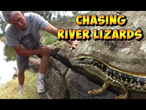 YouTube reptile video