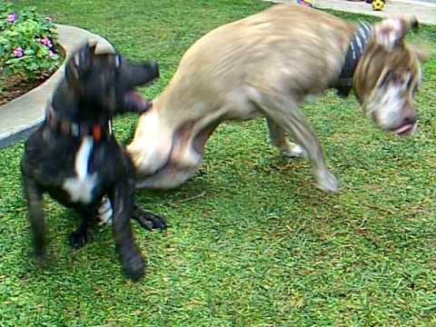 presa canario