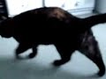 My Cat 2