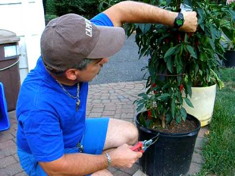 how to grow nm green chile