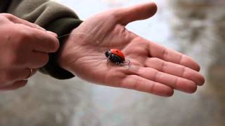 Воблер Salmo Lil Bug - Плуващ 