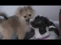 Little Dogs Gia Violet