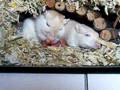 videos de TochterHilfe.avi