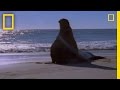 Elephant Seal vs. Elephant Seal
