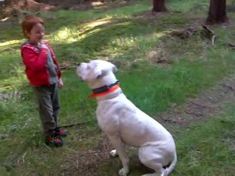 dogo