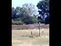 Autovelox Bellaria 12 08 2008 video 4