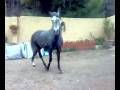 videos de SIN CAMBIO