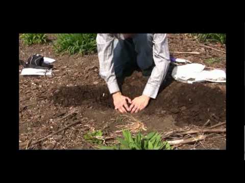 how to transplant daylilies