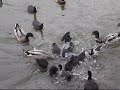 Vögel von Gralla