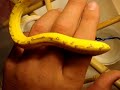 Green Tree Python Care Video