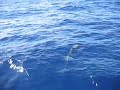 Porpoise
