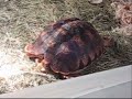 Sulcata Tortoise and Reptile Collection 1st Update