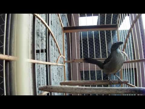 trinca ferro, gaiola x viveiro: ( canto fibra de joinville. sc ) 100 % de torneio...