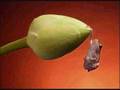 videos de funny animals