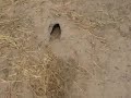 LandUser interview4 (1-2) in WOLOF.wmv