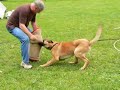 Formation chien policier chiot