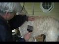 Grooming-Sully-part-