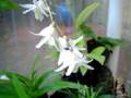 pigeon orchid and beautiful red dragon gongora quinquinnervis