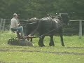 Percheron Draft Horses on a Horsedrawn Disk