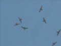 Broad-winged Hawks in Migration