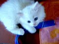 Playtime