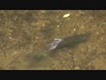 Michigan Steelhead Dreams Michigan Steelhead Dreams