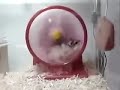 Hamster Wheel Gone Wrong Hamster Wheel Gone Wrong